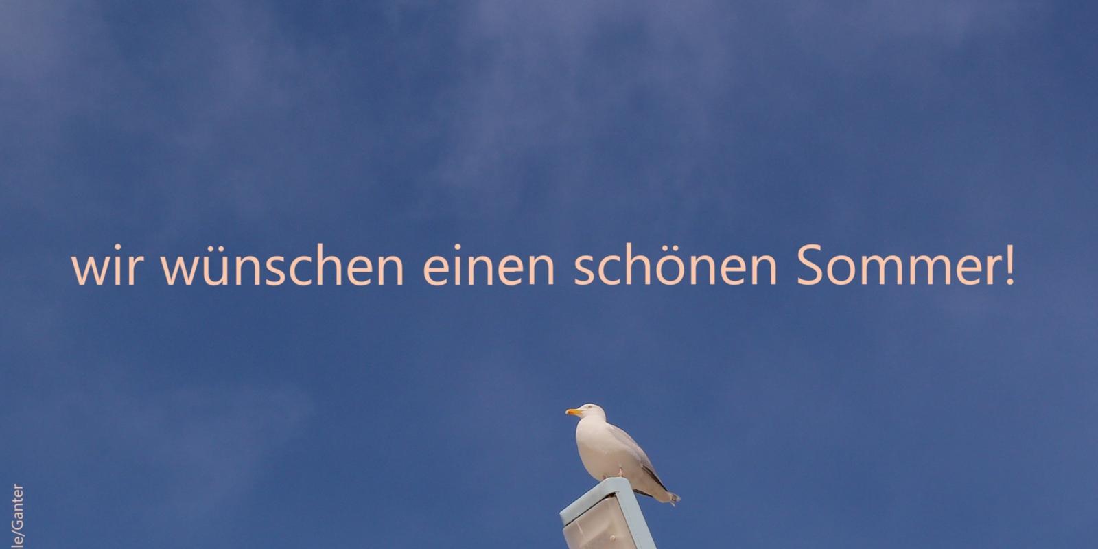 Sommer-1_Moewe_Scheveningen