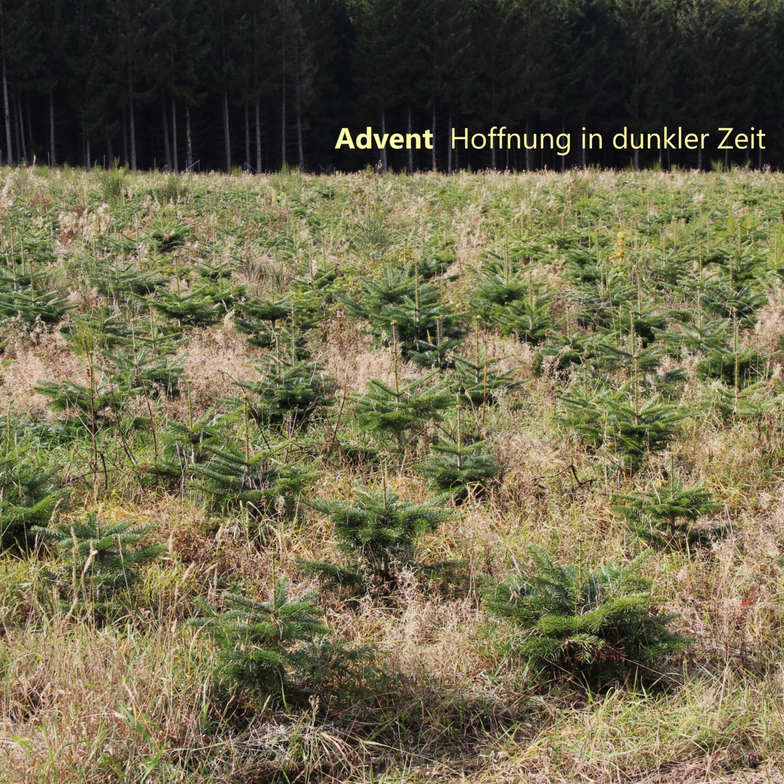 Weihnachtsbäume Sauerland